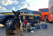 PRF apreende quase 48kg de entorpecentes em ônibus interestadual — Polícia Rodoviária Federal WhatsApp Image 2024-07-10 at 16.42.04.jpeg