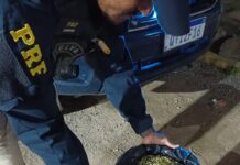PRF detém dupla com 8 kg de maconha em Caruaru — Polícia Rodoviária Federal PRF detém dupla com 8 kg de maconha em Caruaru