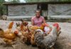 Bahia celebra Dia da Avicultura com investimentos que transformam vidas no campo Logo