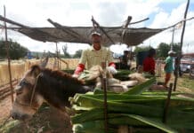 Edital vai selecionar empresa para capacitar produtores de agave com foco na produção de etanol Logo