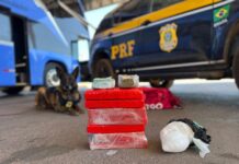 PRF apreende drogas na BR 040 com ajuda de cães — Polícia Rodoviária Federal a0ec0d36-7a06-48f0-b2d2-b88f05d0cf9d.jpeg