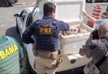 PRF apreende mais de 300 quilos de lagosta em Ceará-Mirim/RN — Polícia Rodoviária Federal 20240826-Lagosta Ceará-Mirim (a1)