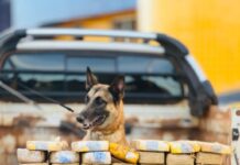 PRF apreende mais de 60kg de drogas escondidos na carroceria de caminhonete, em ação conjunta com o PCCE — Polícia Rodoviária Federal WhatsApp Image 2024-08-06 at 16.50.34.jpeg