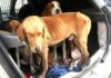 Transportando 5 cães em situação de maus-tratos, foragido da justiça é preso pela PRF em Santo Antônio de Jesus (BA) cão 3.jpeg