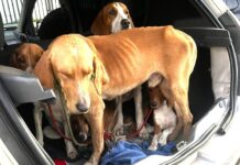 Transportando 5 cães em situação de maus-tratos, foragido da justiça é preso pela PRF em Santo Antônio de Jesus (BA) cão 3.jpeg