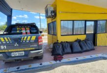 Caminhonete carregada com 156 Kg de maconha é apreendida pela PRF em Sertânia — Polícia Rodoviária Federal WhatsApp Image 2024-09-18 at 07.12.47.jpeg