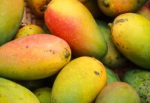 Fruticultura baiana atinge patamar recorde e gera R$ 5,7 bilhões em 2023 Logo
