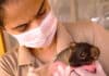 Lobo-guará vítima de incêndio florestal é resgatado pelo Inema Logo