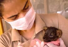Lobo-guará vítima de incêndio florestal é resgatado pelo Inema Logo
