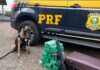PRF encontra maconha, fuzil e munições com menor de idade em Chapecó — Polícia Rodoviária Federal WhatsApp Image 2024-09-12 at 08.06.38.jpeg