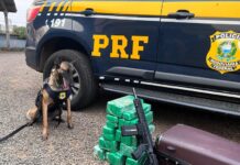 PRF encontra maconha, fuzil e munições com menor de idade em Chapecó — Polícia Rodoviária Federal WhatsApp Image 2024-09-12 at 08.06.38.jpeg