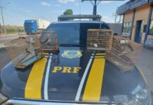 PRF resgata aves silvestres dentro de veículo em Marabá/PA — Polícia Rodoviária Federal WhatsApp Image 2024-09-02 at 07.47.19.jpeg