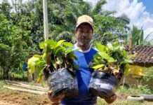 5 mil mudas de cacau são entregues aos agricultores familiares de Muniz Ferreira