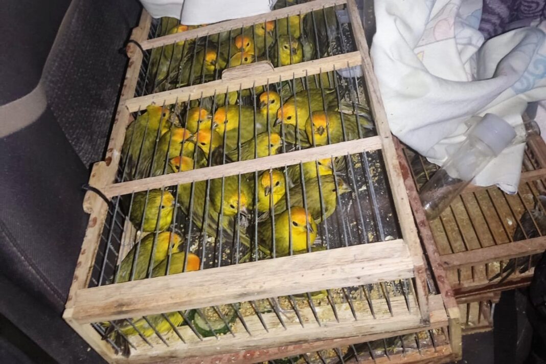 Inema resgata 400 pássaros em operação contra tráfico de animais Logo