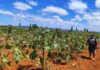 Nova Lei do Combustível do Futuro abre oportunidades para Agricultura Familiar da Bahia Logo