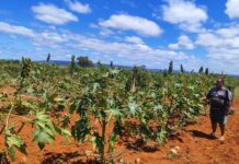 Nova Lei do Combustível do Futuro abre oportunidades para Agricultura Familiar da Bahia Logo