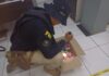 PRF no Piauí prende dupla e apreende medicamentos furtados na cidade de Timon (MA) — Polícia Rodoviária Federal WhatsApp Image 2024-10-24 at 14.25.41.jpeg