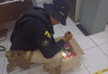 PRF no Piauí prende dupla e apreende medicamentos furtados na cidade de Timon (MA) — Polícia Rodoviária Federal WhatsApp Image 2024-10-24 at 14.25.41.jpeg