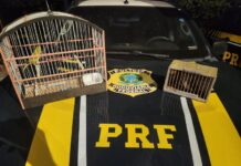 PRF resgata aves silvestres durante fiscalização na BR-324 em Capim Grosso (BA) — Polícia Rodoviária Federal WhatsApp Image 2024-10-04 at 12.58.59.jpeg