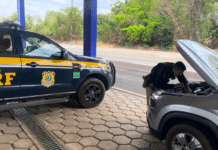 Veículo com registro de apropriação indébita é recuperado pela PRF na BR-226 no Maranhão — Polícia Rodoviária Federal 1.png