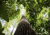 CNJ abre semana nacional de regularização fundiária na Amazônia CNJ abre semana nacional de regularização fundiária na Amazônia