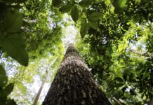 CNJ abre semana nacional de regularização fundiária na Amazônia CNJ abre semana nacional de regularização fundiária na Amazônia