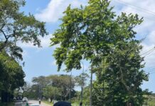 PRF inicia Operação Proclamação da República, em Alagoas — Polícia Rodoviária Federal IMG_8414.jpeg