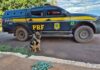 PRF prende passageiro de ônibus com cocaína presa ao corpo na BR-262 — Polícia Rodoviária Federal PRF prende passageiro de ônibus com cocaína presa ao corpo na BR-262.jpg