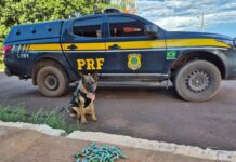 PRF prende passageiro de ônibus com cocaína presa ao corpo na BR-262 — Polícia Rodoviária Federal PRF prende passageiro de ônibus com cocaína presa ao corpo na BR-262.jpg