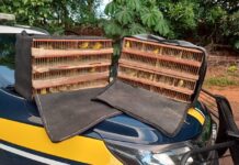 PRF resgata 180 pássaros silvestres transportados ilegalmente em ônibus na BR-070 — Polícia Rodoviária Federal WhatsApp Image 2024-11-26 at 09.09.19.jpeg