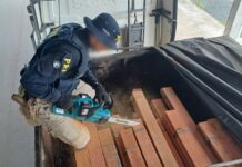 Em Ji-Paraná/RO, PRF identifica transporte irregular de madeira — Polícia Rodoviária Federal WhatsApp Image 2024-12-03 at 10.30.21.jpeg