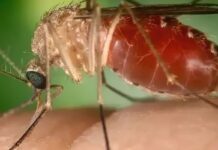 Brasil registra quase 3 mil casos de Oropouche em 2025 Brasil registra quase 3 mil casos de Oropouche em 2025