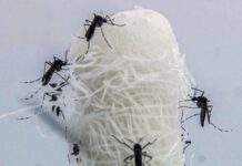 Mortes confirmadas por dengue em São Paulo dobram em 72 horas Mortes confirmadas por dengue em São Paulo dobram em 72 horas