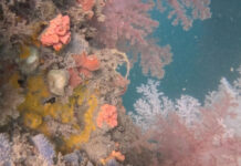 Operação pioneira busca erradicar coral bioinvasor na Baía de Todos-os-Santos Logo