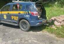 PRF e PMERJ desarticulam bando especializado em subtração de carga na Serra das Araras — Polícia Rodoviária Federal WhatsApp Image 2025-01-03 at 14.54.23.jpeg