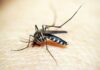 Rio de Janeiro confirma primeira morte por dengue este ano Rio de Janeiro confirma primeira morte por dengue este ano
