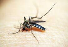 Rio de Janeiro confirma primeira morte por dengue este ano Rio de Janeiro confirma primeira morte por dengue este ano