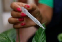 Com 300 casos por 100 mil habitantes, SP entra em epidemia de dengue Com 300 casos por 100 mil habitantes, SP entra em epidemia de dengue