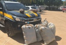 Motorista em fuga colide em caminhão e é detido pela PRF com 64 Kg de maconha em Juazeiro — Polícia Rodoviária Federal Motorista em fuga colide em caminhão e é detido pela PRF com 64 Kg de maconha em Juazeiro