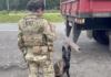 PRF apreende mais de 100 quilos de cocaína na região metropolitana de Curitiba (PR) — Polícia Rodoviária Federal coca_goc