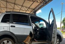 PRF apreende quase 30 Kg de Skunk em Rondonópolis/MT — Polícia Rodoviária Federal WhatsApp Image 2025-02-17 at 13.02.28.jpeg