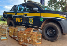 PRF resgata aves silvestres em ações de combate aos crimes ambientais em Açailândia (MA) — Polícia Rodoviária Federal 3.png