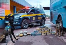 Com cães farejadores PRF apreende 36 Kg de cocaína em ônibus na BR-262 — Polícia Rodoviária Federal Imagem do WhatsApp de 2025-03-13 à(s) 09.21.03_1e4ffa1d.jpg