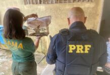 PRF detém condutor por crime ambiental e resgata ave silvestre no Acre — Polícia Rodoviária Federal WhatsApp Image 2025-03-06 at 15.26.09 (1).jpeg