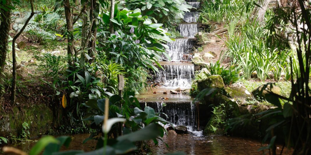 Sistema de água com mais de 200 anos abastece Jardim Sistema de água com mais de 200 anos abastece Jardim Botânico do Rio