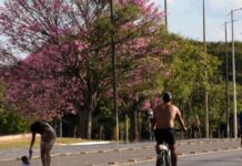 Dois terços dos brasileiros moram em ruas arborizadas Dois terços dos brasileiros moram em ruas arborizadas