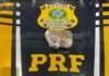 PRF apreende cocaína em ônibus intermunicipal em Pimenta Bueno — Polícia Rodoviária Federal imagem droga bop 10.04.jpeg