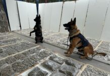 PRF apreende mais de 100 quilos de maconha dentro de portas de madeira no Paraná — Polícia Rodoviária Federal goc