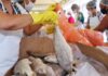 Prefeitura iniciou, nessa segunda-feira, 31, a entrega de senhas visando distribuição de Peixes da Semana Santa, no Espaço Conviver, em Santo Antonio de Jesus