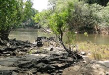 Governo leiloa concessão de manejo florestal na B3 pela primeira vez Governo leiloa concessão de manejo florestal na B3 pela primeira vez